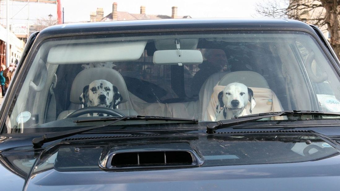 Psi řídit neumí, jak zjistil Eric Jackson z Tennessee. (Ilustrační foto)