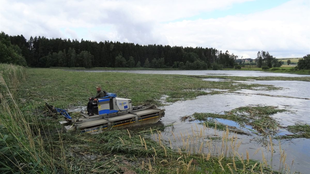 Sečení rákosin kolem Pařezného rybníku u Rudolce na Žďársku zničilo hnízda vodních ptáků