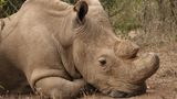 Utratili posledního samce nosorožce bílého na světě, kterého přivezli z Čech