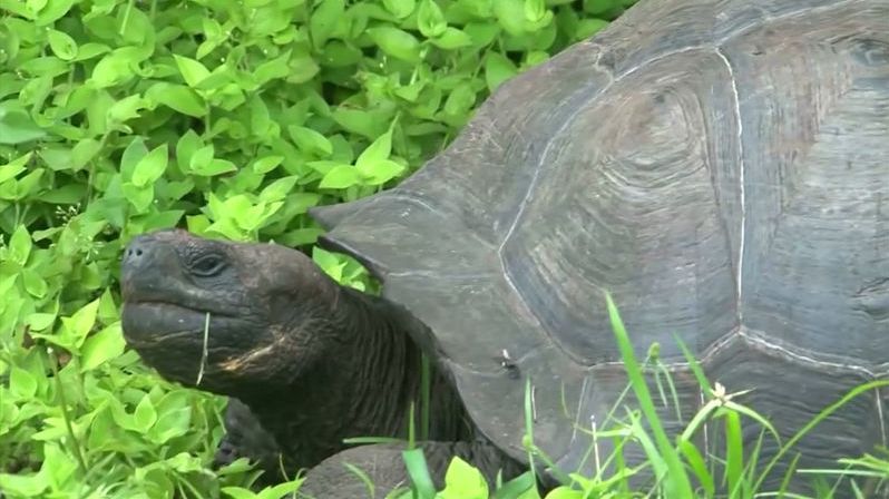 Na Galapágách ukradli přes stovku obřích želv