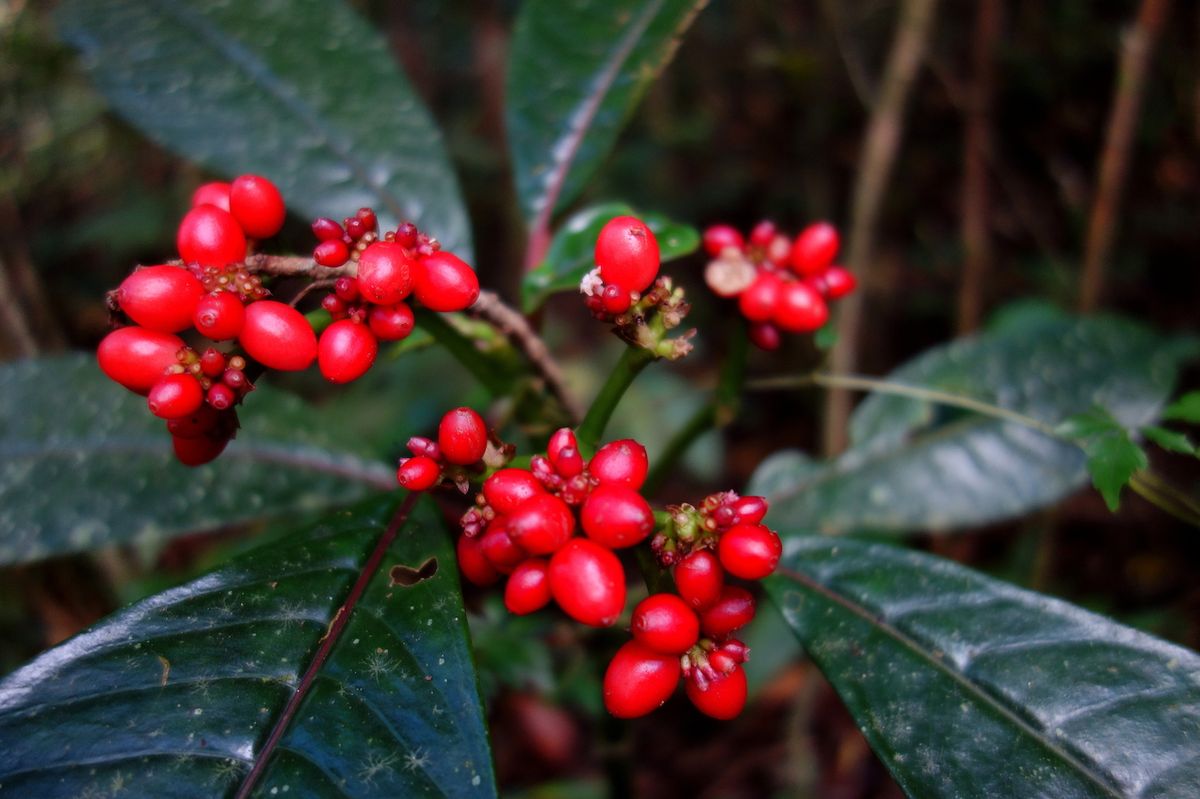 Káva je jedním z kostarických pokladů.