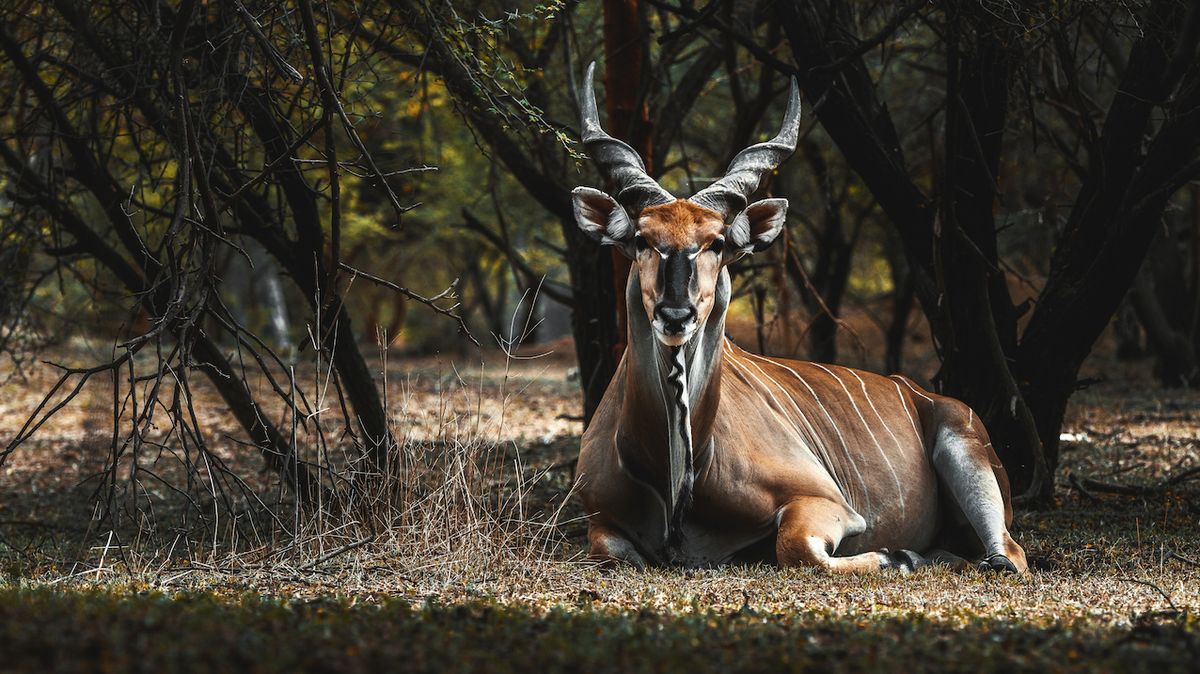 Pro západní poddruh antilopy Derbyho je senegalská rezervace Bandia šancí na záchranu.