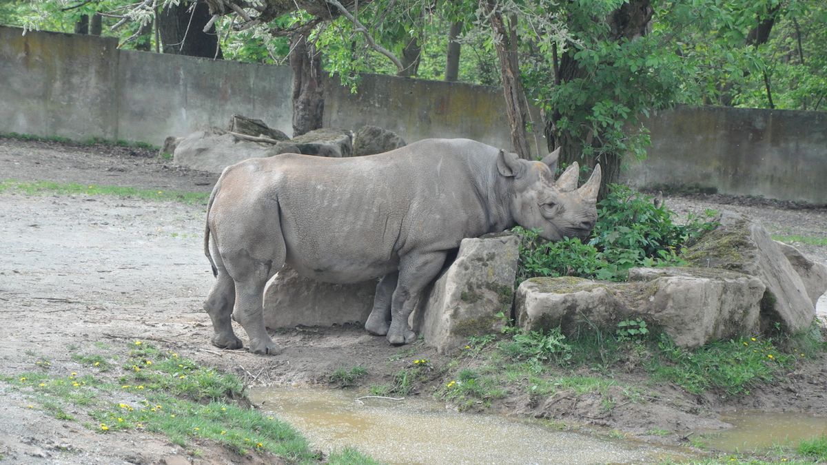 Nosorožci černí ještě ve Dvoře Králové před cestou do africké domoviny.