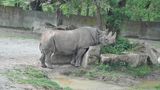 Nosorožci ze Dvora už žijí v přírodě