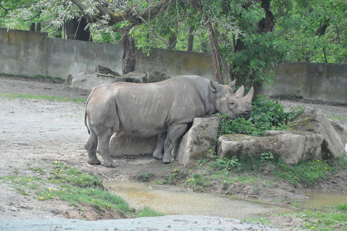 Nosorožce černé čeká cesta do africké domoviny.
