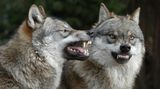 4 tipy na snímky s vlky: Dobrodružná dramata o divokých zvířatech a lidech