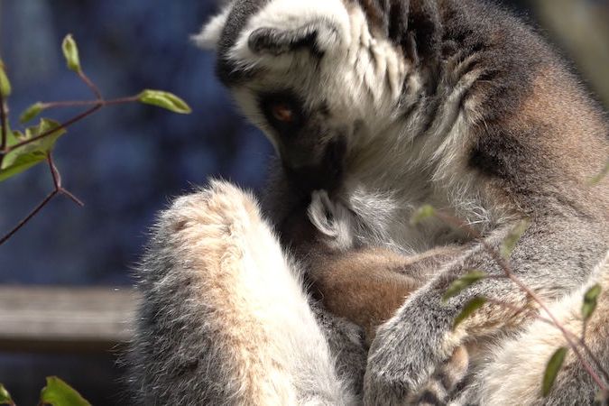 BEZ KOMENTÁŘE: V pražské zoo se narodilo mládě lemura kata