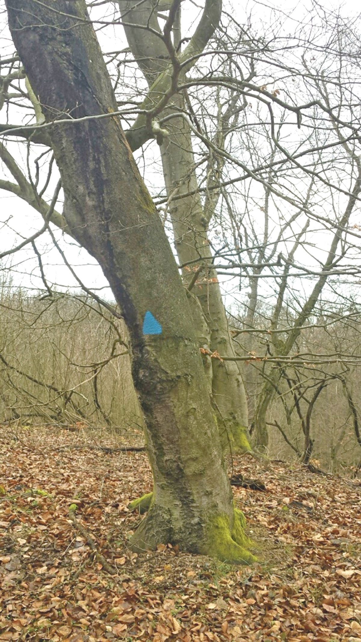 Modré trojúhelníky informují těžaře, aby strom nekáceli, neboť v něm žijí ptáci.