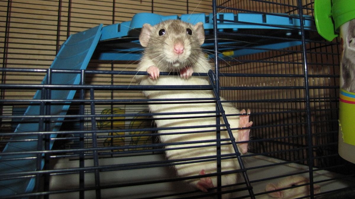 Jak dlouho žije potkan v zajetí?