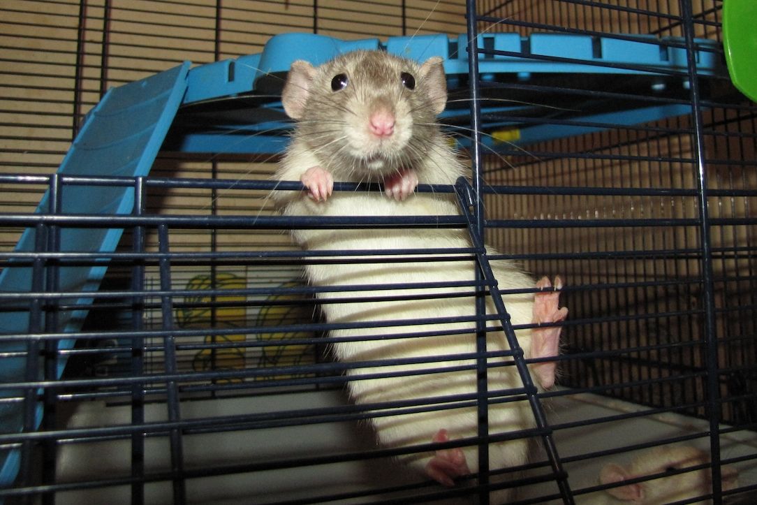 Z potkana si lze snadno vychovat veselého inteligentního společníka.
