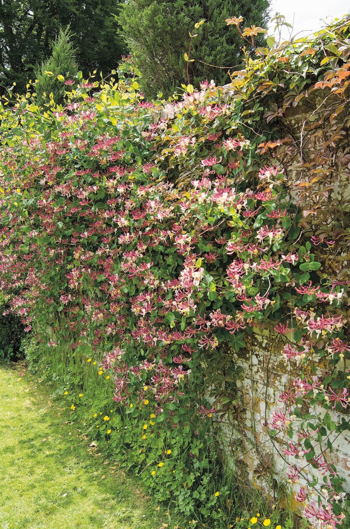 Bujně rostoucí zimolez (Lonicera periclymenum) halí zeď do květů a večerní zahradu noří do obláčku líbezné vůně.