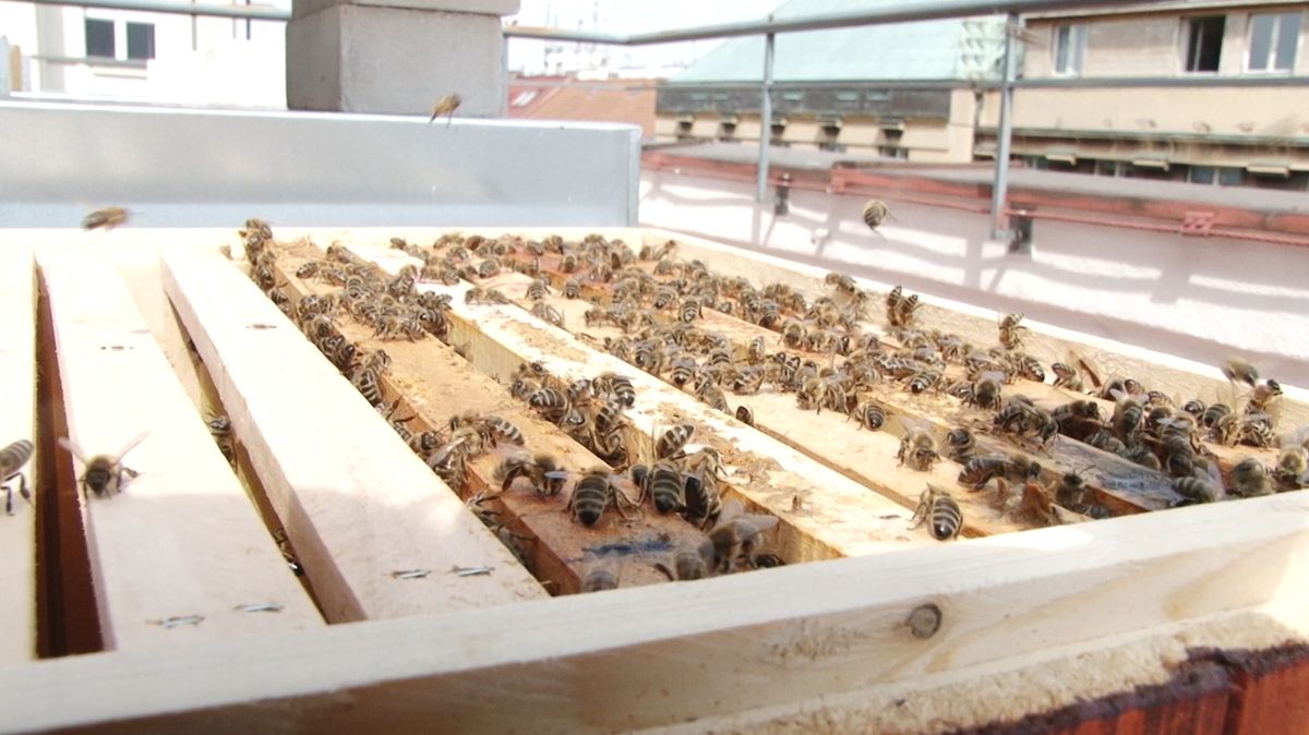 Včely jsou na střechách chráněny před různými nebezpečnými faktory. 