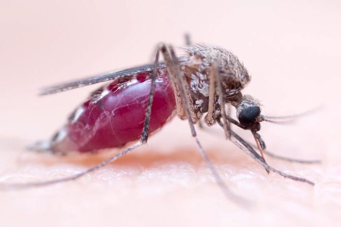 BEZ KOMENTÁŘE: Kameraman se nechal celý den štípat od komárů, aby detailně zachytil proces bodnutí