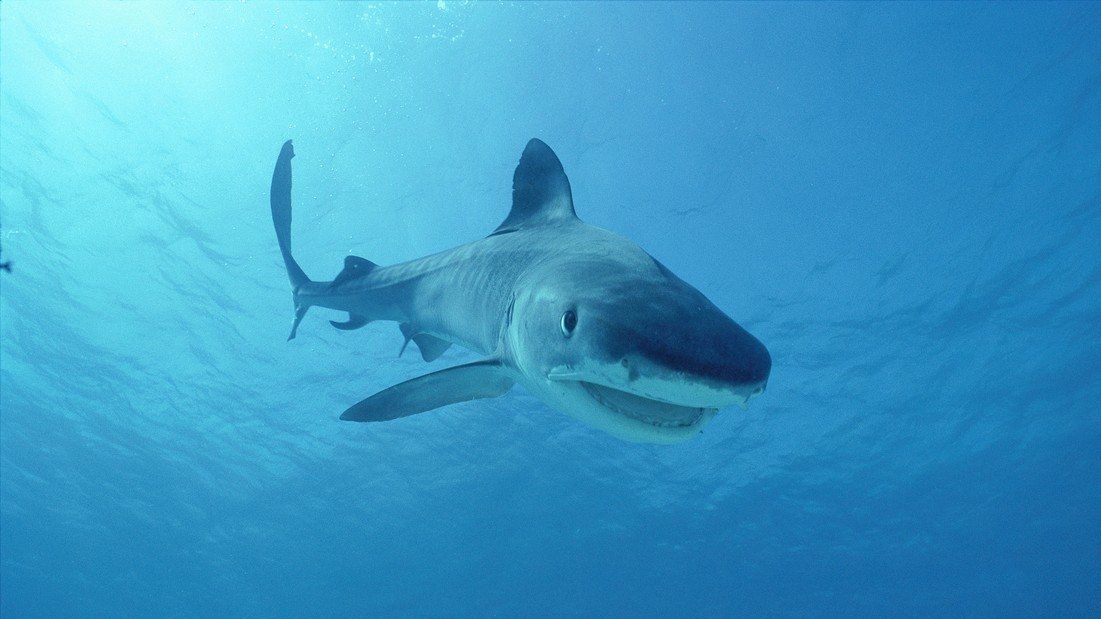 Stínu žraloka si otec všiml na poslední chvíli (ilustrační foto).