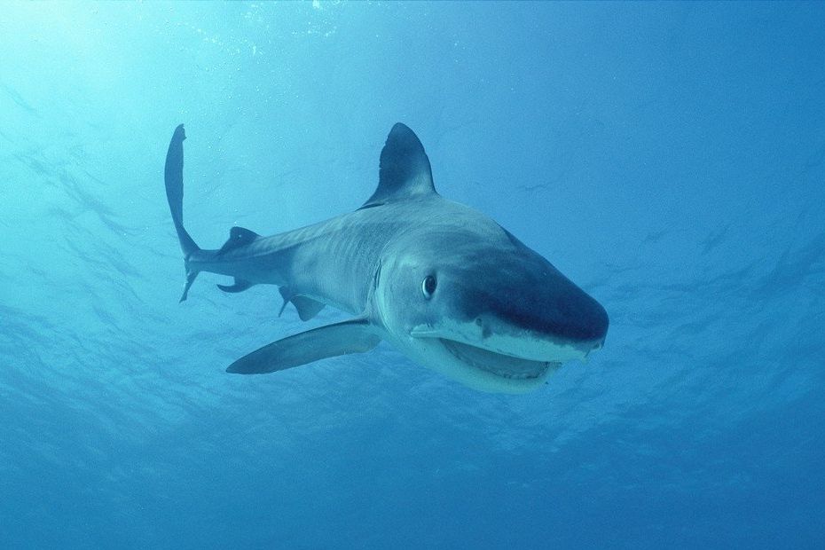 Žralok tygří. Ilustrační foto
