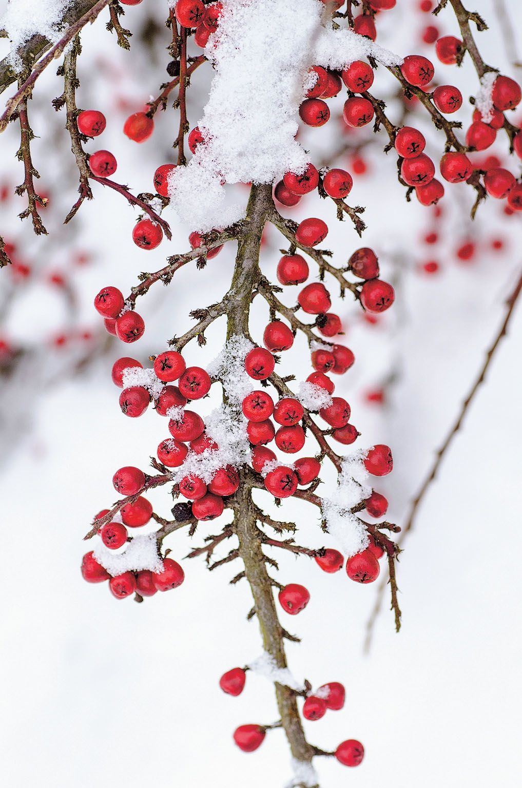 Plody skladníku (Cotoneaster). Z větví visí tak dlouho, dokud je ptáci nespolykají. Klidně i celou zimu.