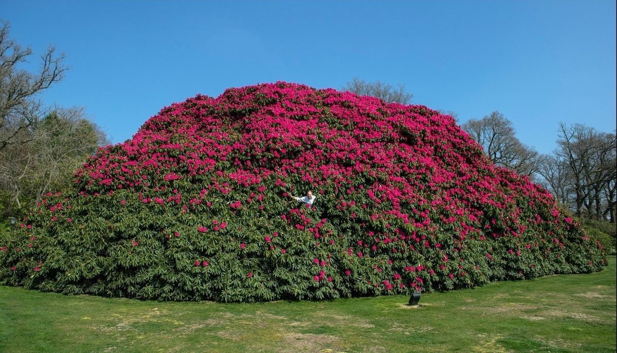 Ačkoli zeleno-růžový kopec může budit zdání, že jej tvoří několik vzájemně se proplétajících keřů, ve skutečnosti jde o jedinou rostlinu.