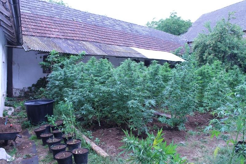 Celníci rozbili na jižní Moravě gang pěstitelů marihuany