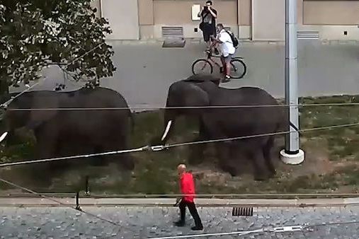 Sloni v ulicích Olomouce otrhávali stromy