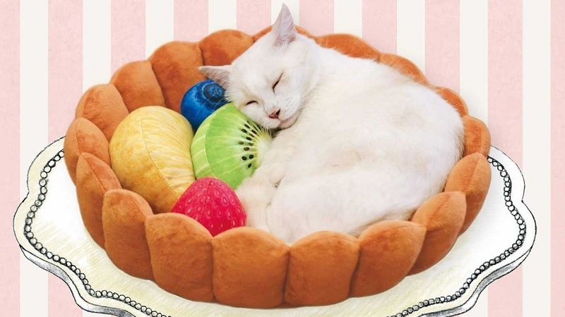Kočka spící v pelíšku ve tvaru korpusu na první pohled vypadá jako dost netradiční dezert.