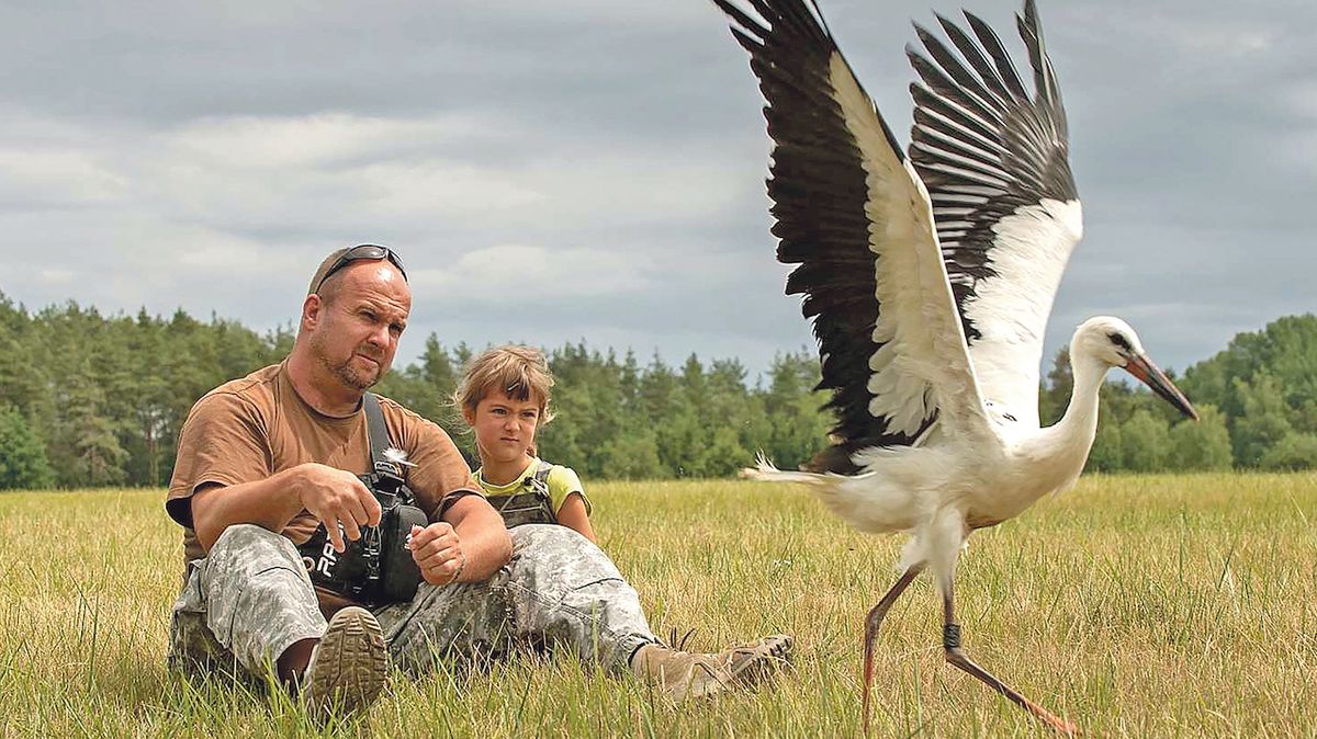 Čápa opatřeného vysílačkou vypustili ornitologové nedaleko Tachova