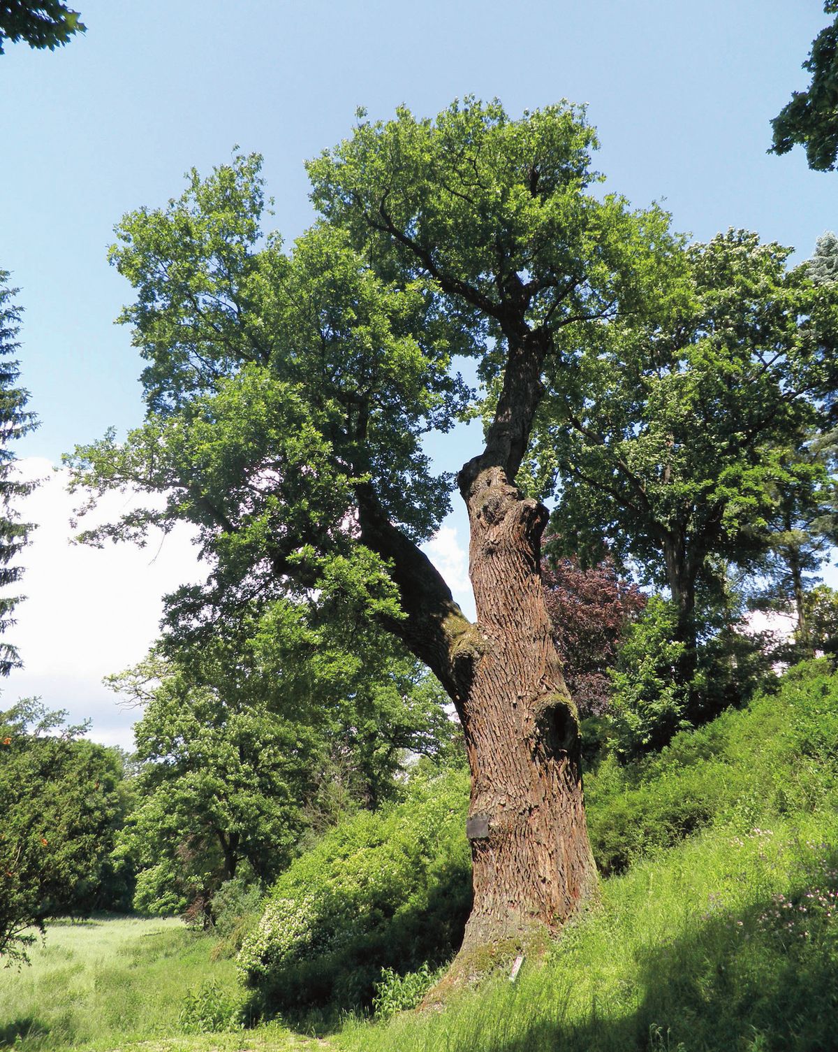 Karel - nejstarší strom v Praze roste v zámecké oboře v Kolodějích.