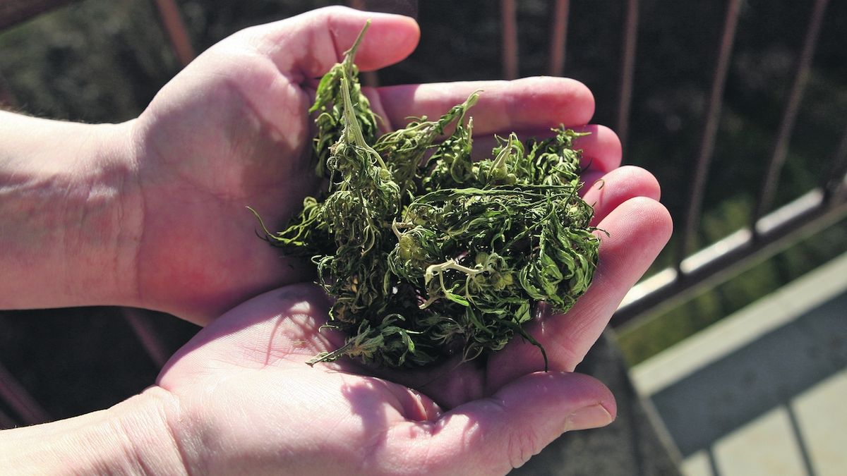 Lucembursko povolí konzumaci a pěstování marihuany pro vlastní účely
