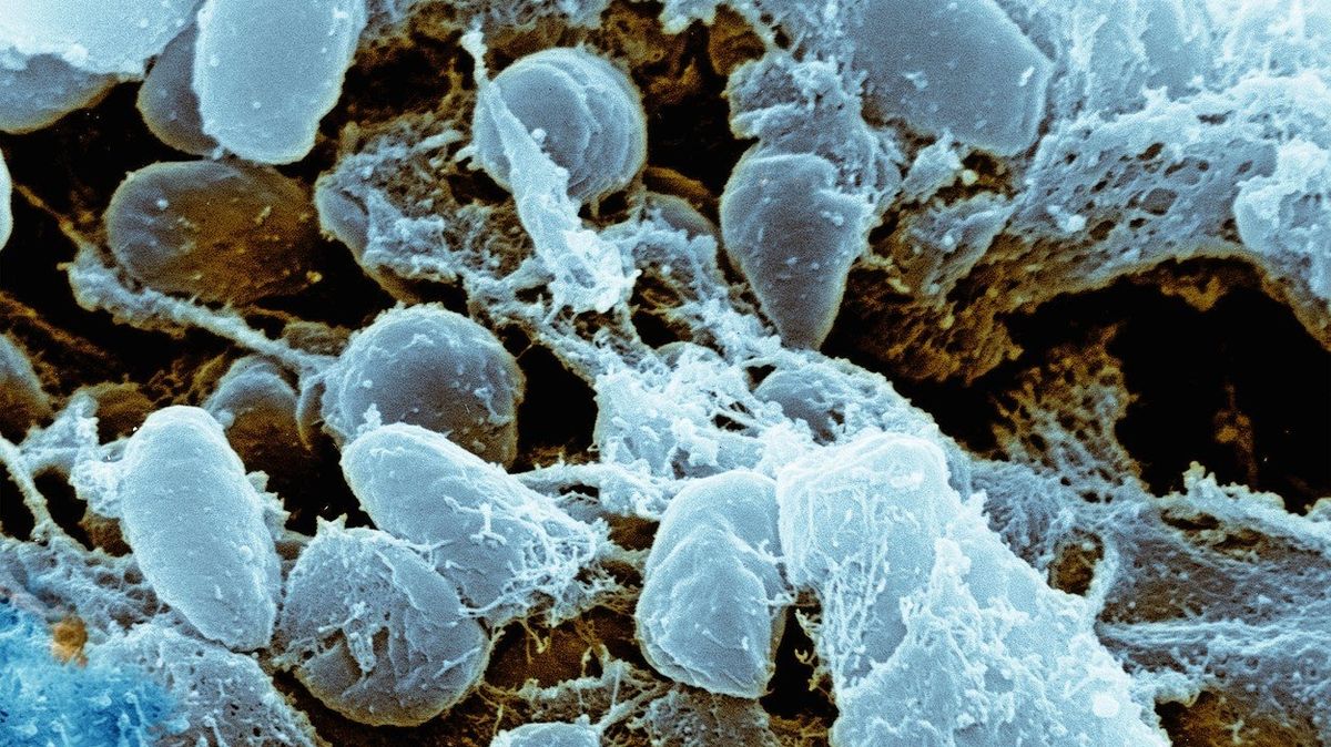 Ilustrační obrázek morové bakterie Yersinia pestis.