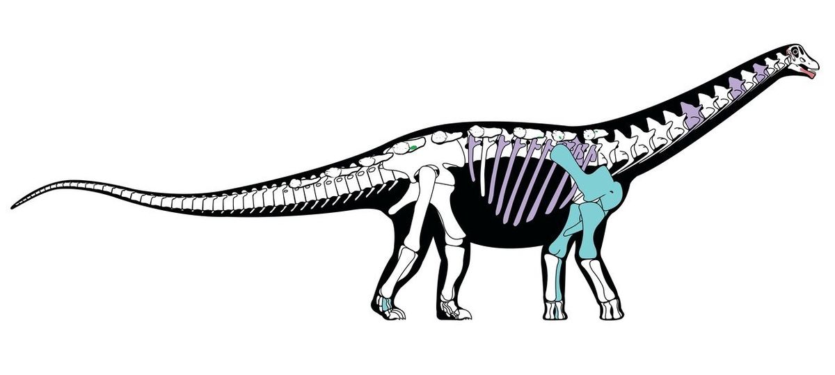 Znázornění kosterní stavby dinosaura mansourasaurus shahinae.