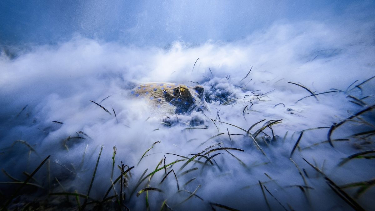 Vítěznou fotografii Snídaně v trávě vytvořil Jan Stria.