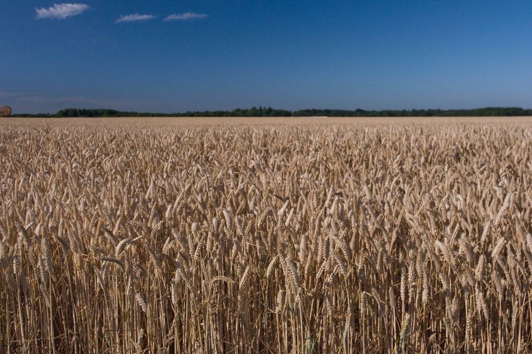 Pšenice setá (Triticum aestivum) 