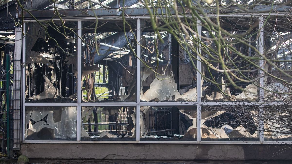 Požár v zoo zničil pavilon opic.