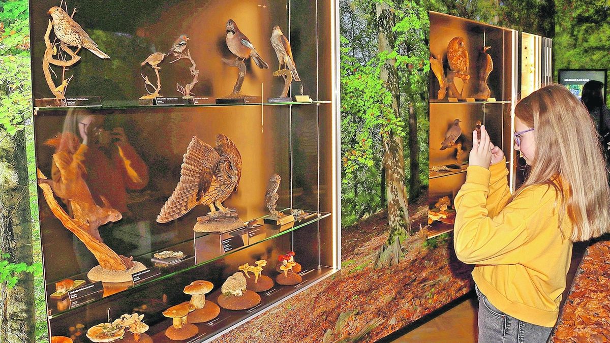 Jihočeské muzeum zve na mamuta a meteorit
