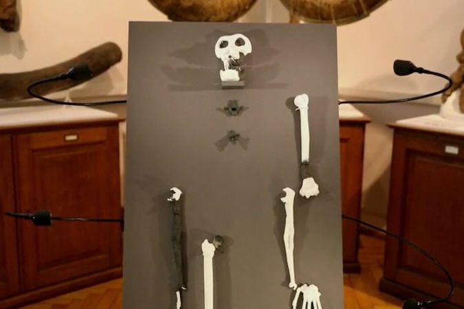 BEZ KOMENTÁŘE: Univerzita v Německu vystavuje kosti primáta druhu Danuvius guggenmosi 