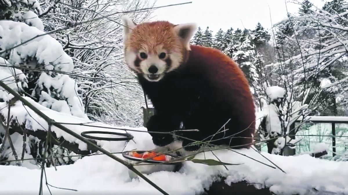 Zvířata si v liberecké zoo musí zvyknout na drsnější podmínky. Na snímku panda červená, snídající na sněhu.