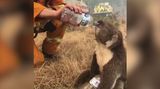 Požáry už vyhubily 30 procent koalů Nového Jižního Walesu