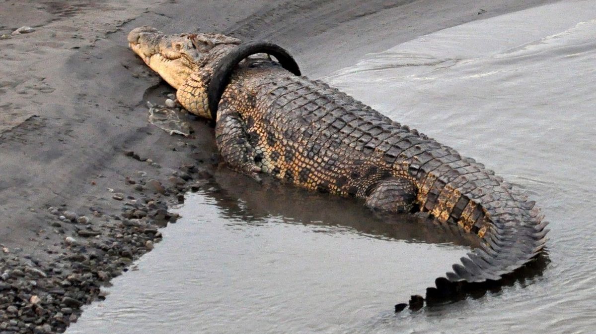 Výzva pro všechny, kdo mají pro strach uděláno: Sundejte z krokodýla pneumatiku