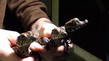 Olomoucká zoo má novou chloubu: mláďata krokodýla
