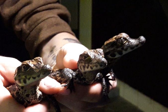 BEZ KOMENTÁŘE: Malí krokodýli jsou novou chloubou olomoucké zoo