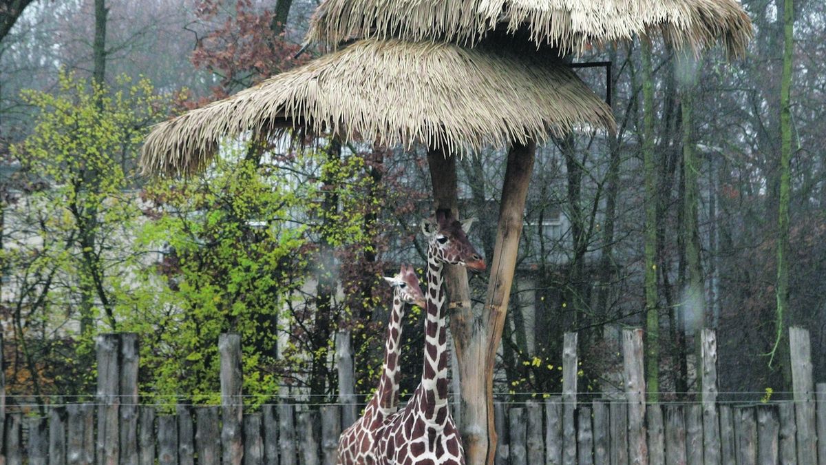 Žirafy v expozici Safari brněnské zoo