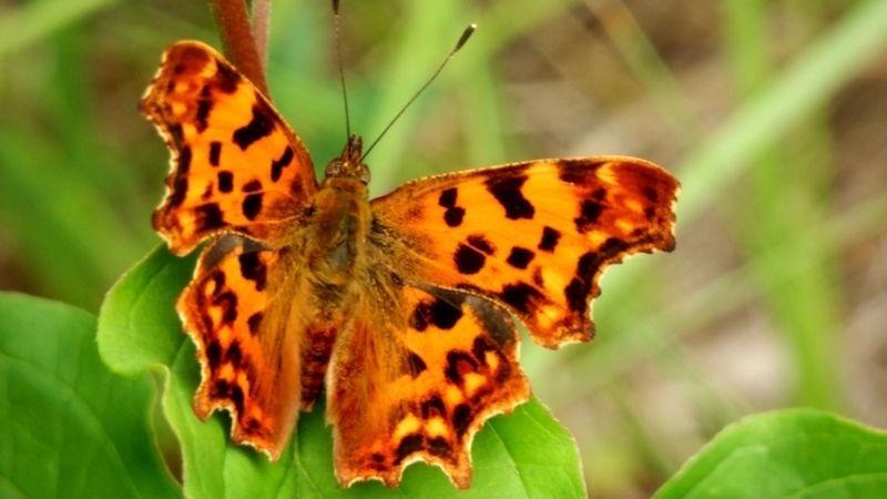 Motýli mají novou šanci k životu, pomoci jim mohou města
