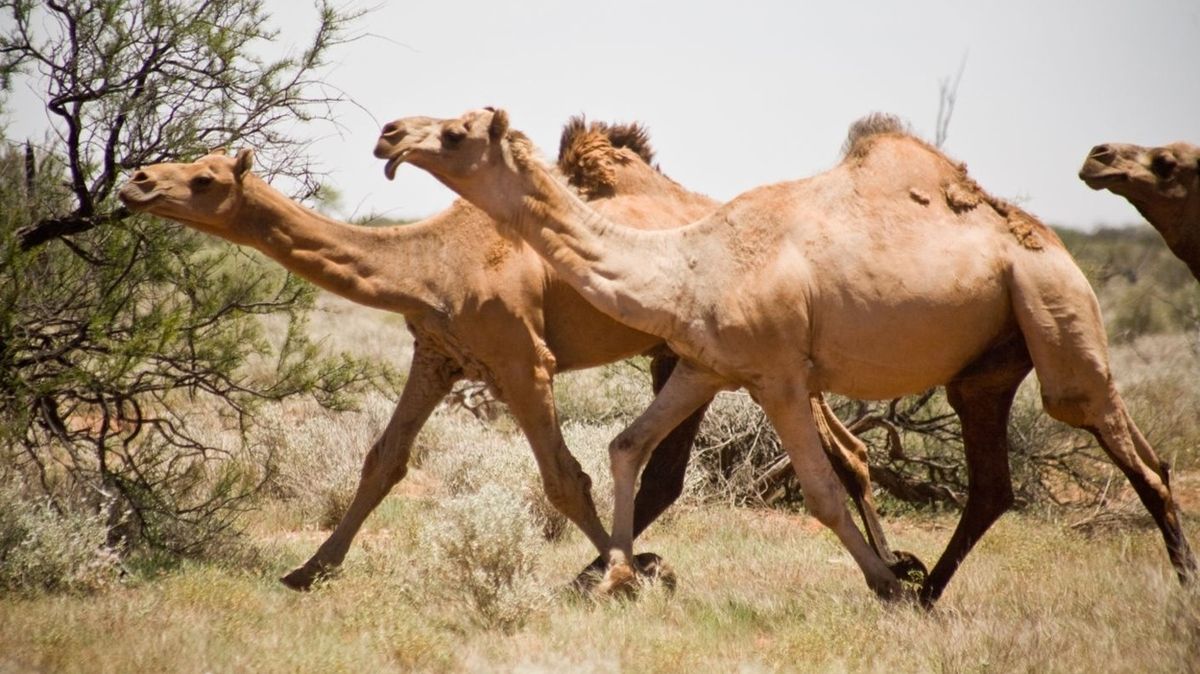 V Austrálii musí kvůli suchu zastřelit 10 tisíc divokých velbloudů