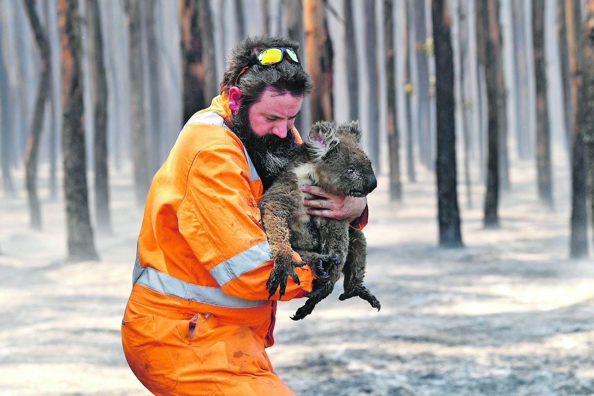 Tento koala měl štěstí. Z hořící buše nedaleko Cape Borda ho včera zachránil ochránce přírody.