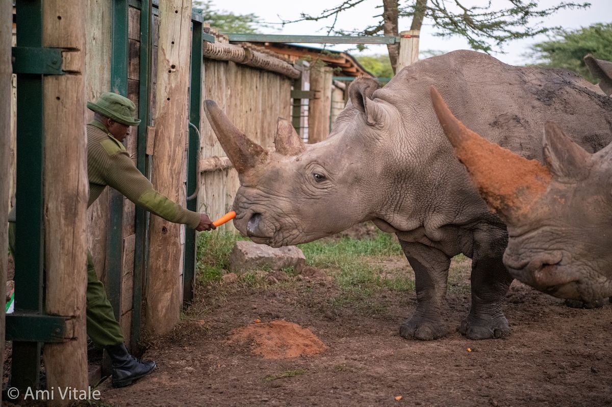 Před procedurou odběru oocytů uklidňuje samici nosorožce bílého severního Najin její ošetřovatel Zacharia Mutai mrkví a dalšími malými kousky jídla.