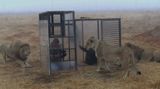 Zvířata venku, lidé v kleci. V Jihoafrické republice lákají na obrácenou zoo