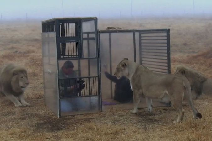 BEZ KOMENTÁŘE: Lidé v klecích, lvi venku - turisti si můžou na safari vyměnit role se zvířaty
