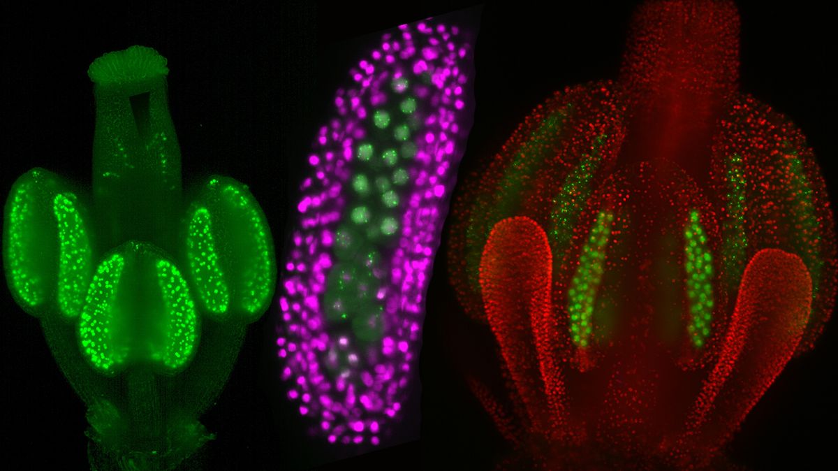 Zleva odpověď květu na hormonální stimul ve vývoji, probíhající samčí meióza (buněčné dělení) a probíhající meióza v živém květu