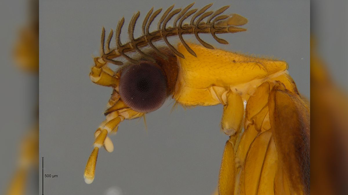 Entomologové rozluštili příbuzenské vztahy pozoruhodných brouků z Blízkého východu