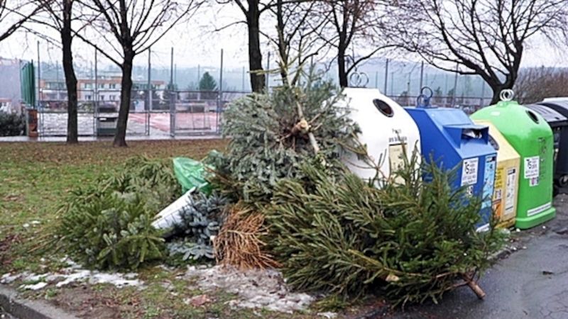Technické služby Zlín zpracují vánoční stromky do kompostu