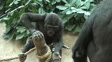 Gorily v pražské zoo nemají čas se nudit. Nově jim pořídili bublifuk